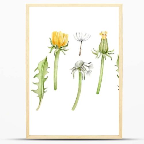Watercolor dandelion isolated on white background