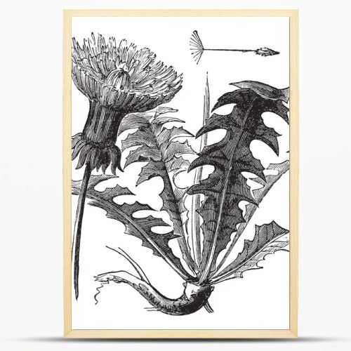 Taraxacum or Dandelion, vintage engraving.