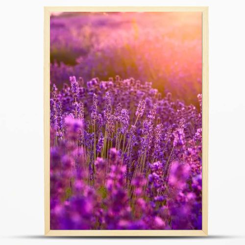 Lavender field in Tihany, Hungary