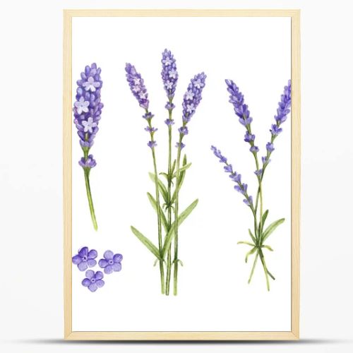 Lavender flowers collection. Watercolor illustrations