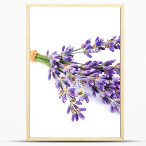 Fragrant lavenders