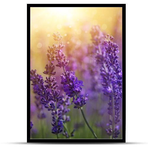 Lavender flowers