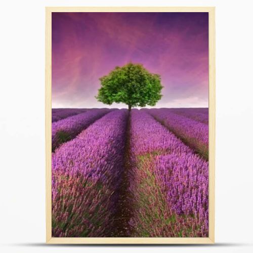 Stunning lavender field landscape Summer sunset with single tree