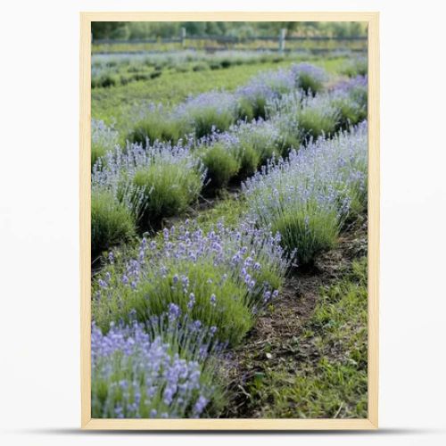 rows of purple lavender blooming on farmland