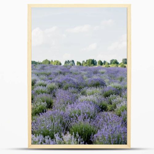 meadow with flowering lavender under cloudy sky