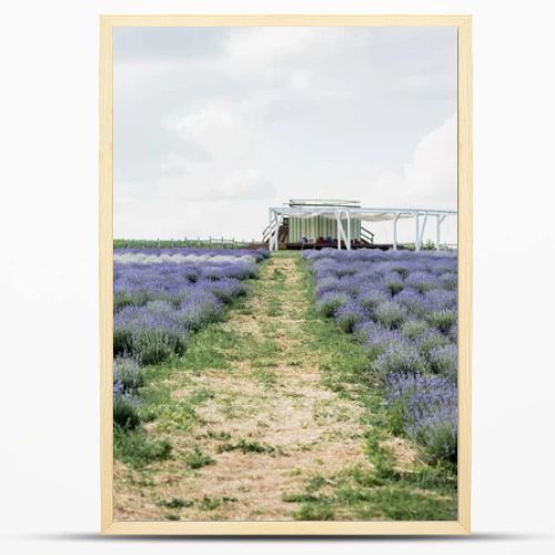 field with blooming purple lavender in plant nursery