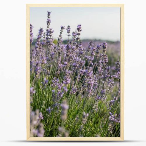 close up view of lavender blossom in summer field