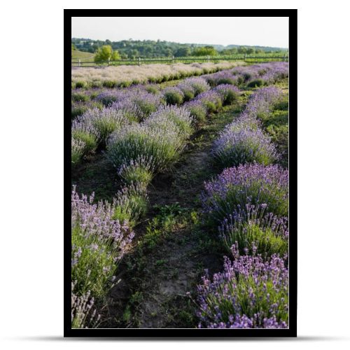 rows of violet lavender blooming in field