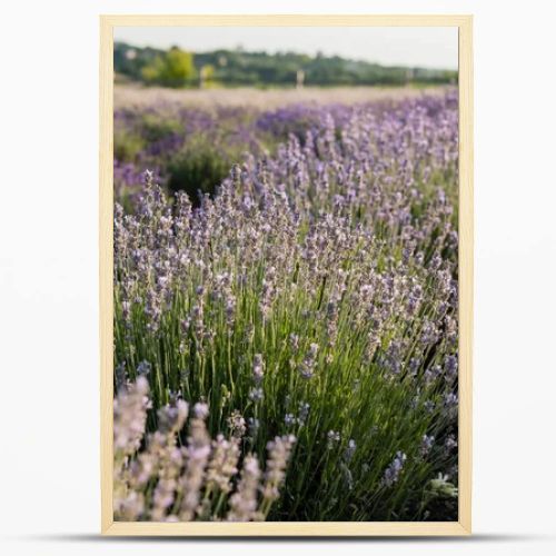 close up view of lavender flowers blossoming in meadow