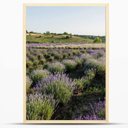 rows of blooming lavender bushes in summer field