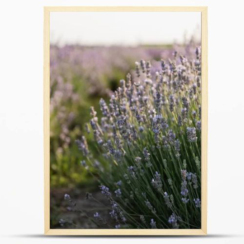 close up view of purple lavender blooming in meadow