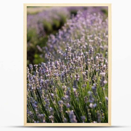 close up view of rows with flowering lavender in field