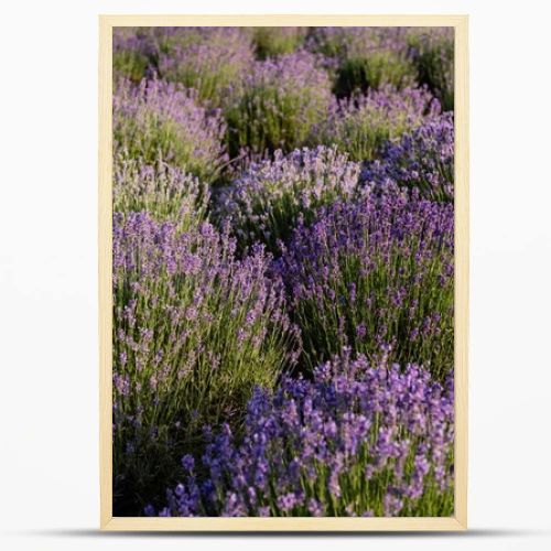 bushes of violet lavender blossoming in meadow