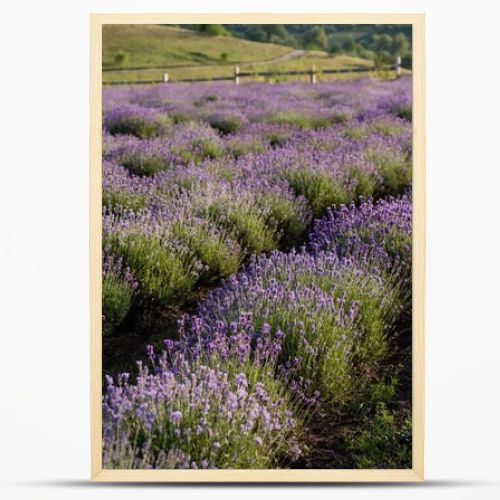 rows of flowering lavender bushes in meadow
