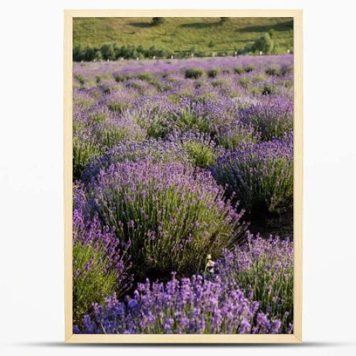 rows of lavender flowering in plant nursery