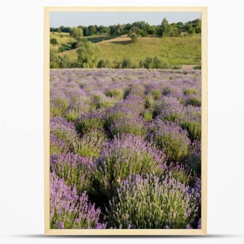 field with flowering lavender in countryside