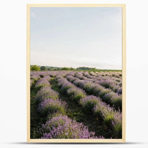 blooming lavender flowers on field in farmland