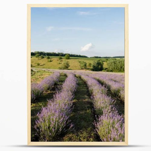 lavender bushes blooming in meadow in summer