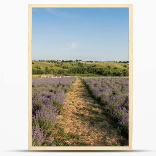 rows of flowering lavender bushes in field under blue sky