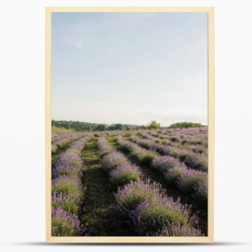 field with flowering lavender in countryside