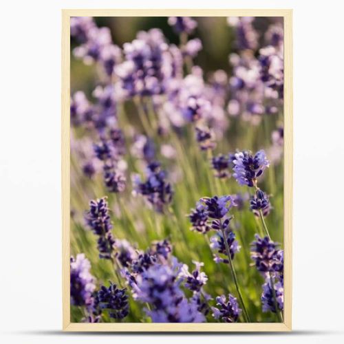 close up view of lavender plants flowering in field