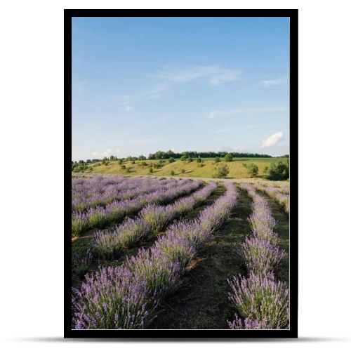 blooming lavender bushes under blue sky in farmland