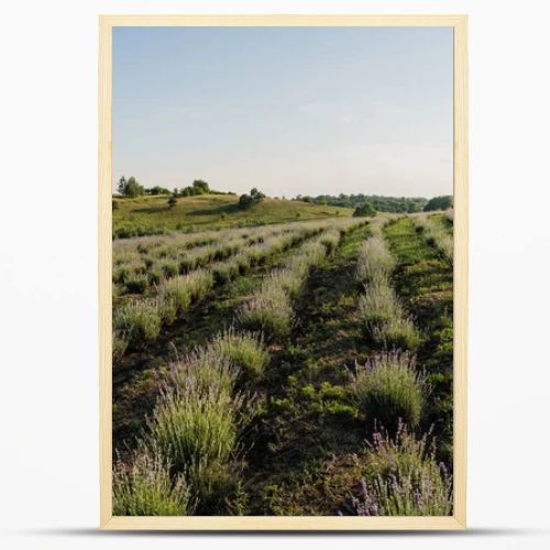 rows of lavender bushes on farmland