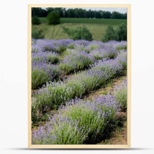 lavender bushes blooming in meadow in summer