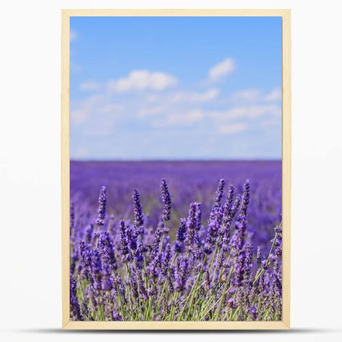 Lavender flower blooming fields horizon. Valensole Provence, Fra