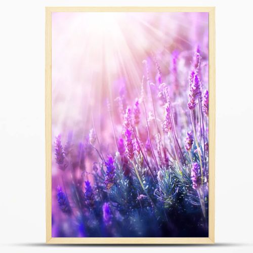 Lavender Flowers Field. Growing and Blooming Lavender