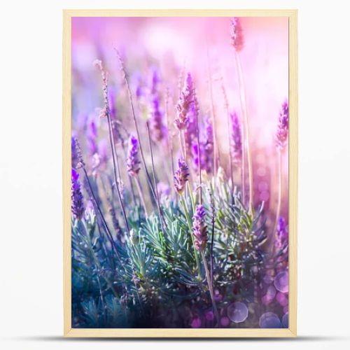 Lavender Flowers Field. Growing and Blooming Lavender