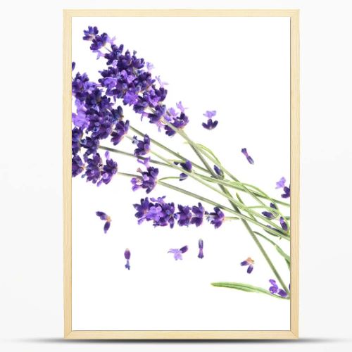 Lavender flowers isolated on white