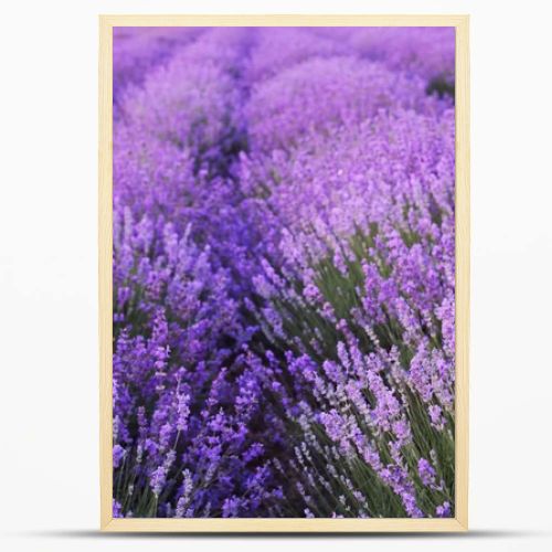 Flowers in the lavender fields.