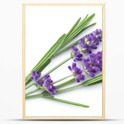 Lavender flowers isolated over white background. View from above