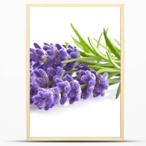 Lavender flowers