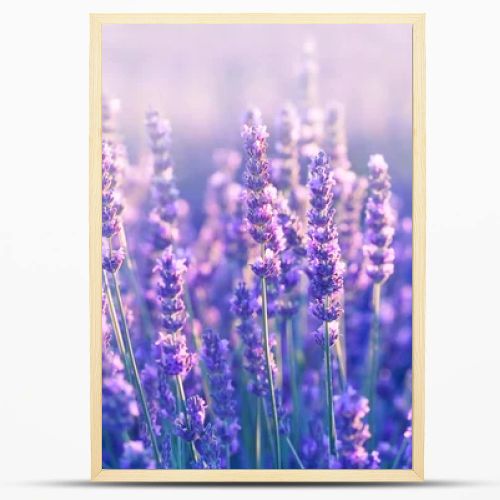 Lavender flowers