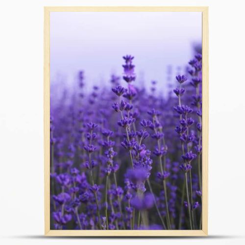 Lavender flowers in field