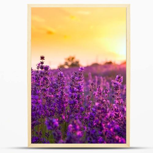 Lavender field in Tihany, Hungary