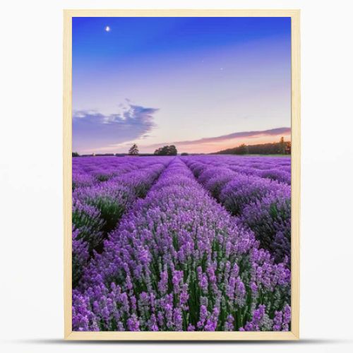 Sunrise and dramatic clouds over Lavender Field