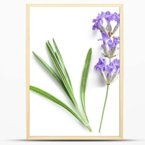 Bunch of lavandula or lavender flowers isolated on white backgro