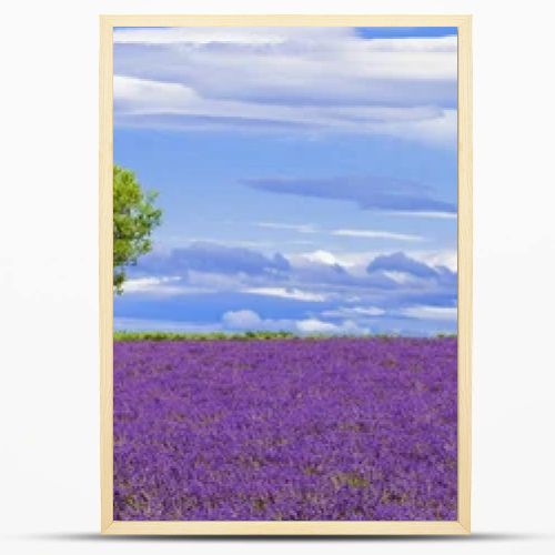 Panoramic view of lavender field with tree