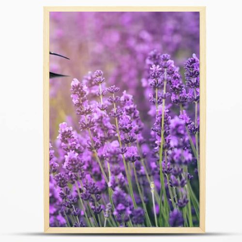 Hummingbird feeding on wild flowers