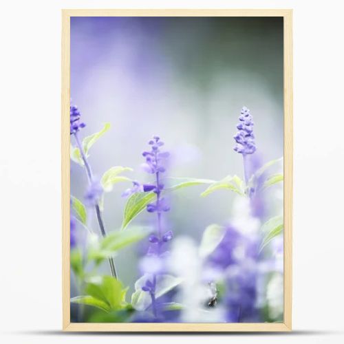 lavender flower