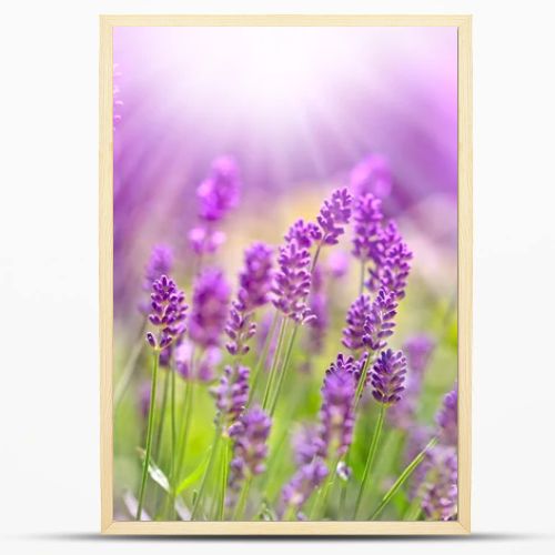 Beautiful lavender bathed in sunlight