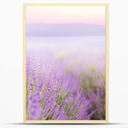 Beautiful image of lavender