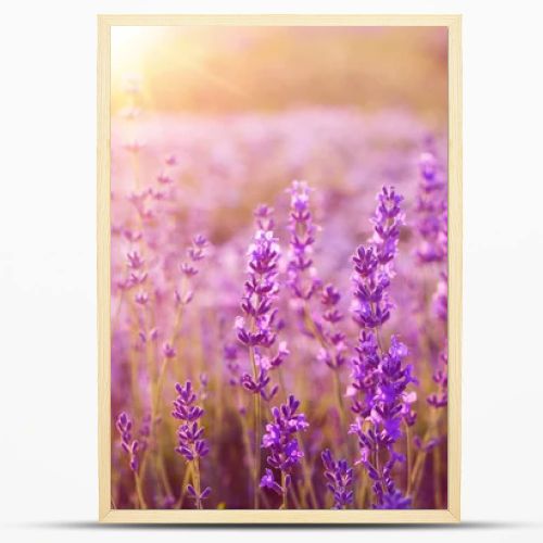 Sunset over a lavender field.