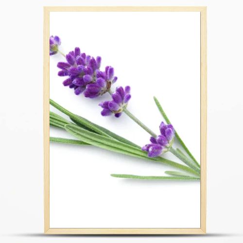 Lavender flower isolated over white background. Top view, flat lay