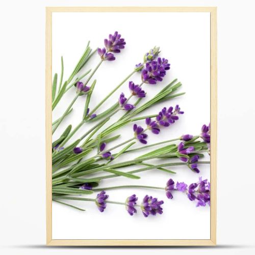 Lavender isolated on white background. Flat lay. Top view