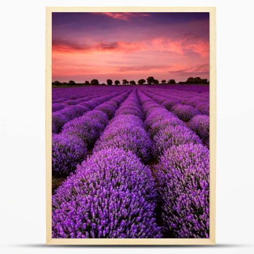 Lavender sunset