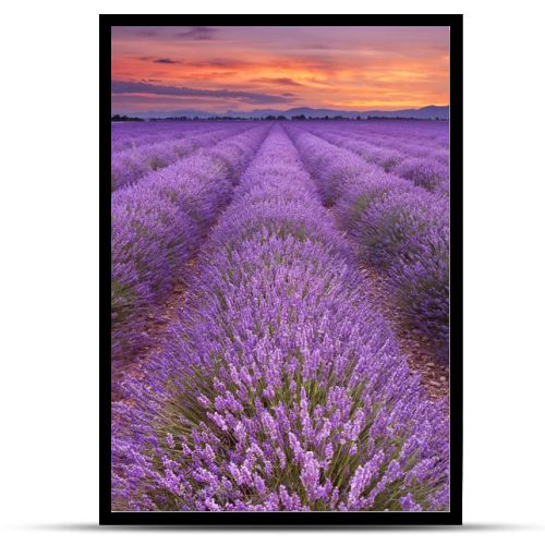 Sunrise over blooming fields of lavender in the Provence, France